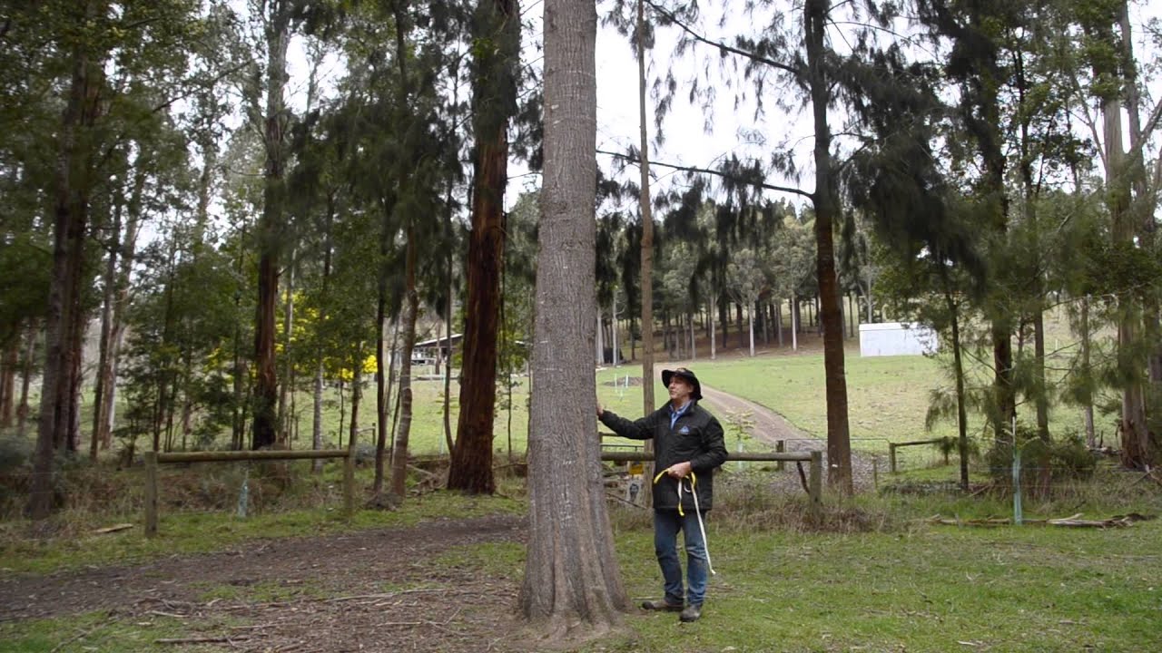 The big trees of Bambra Agroforestry Farm (@28 years)