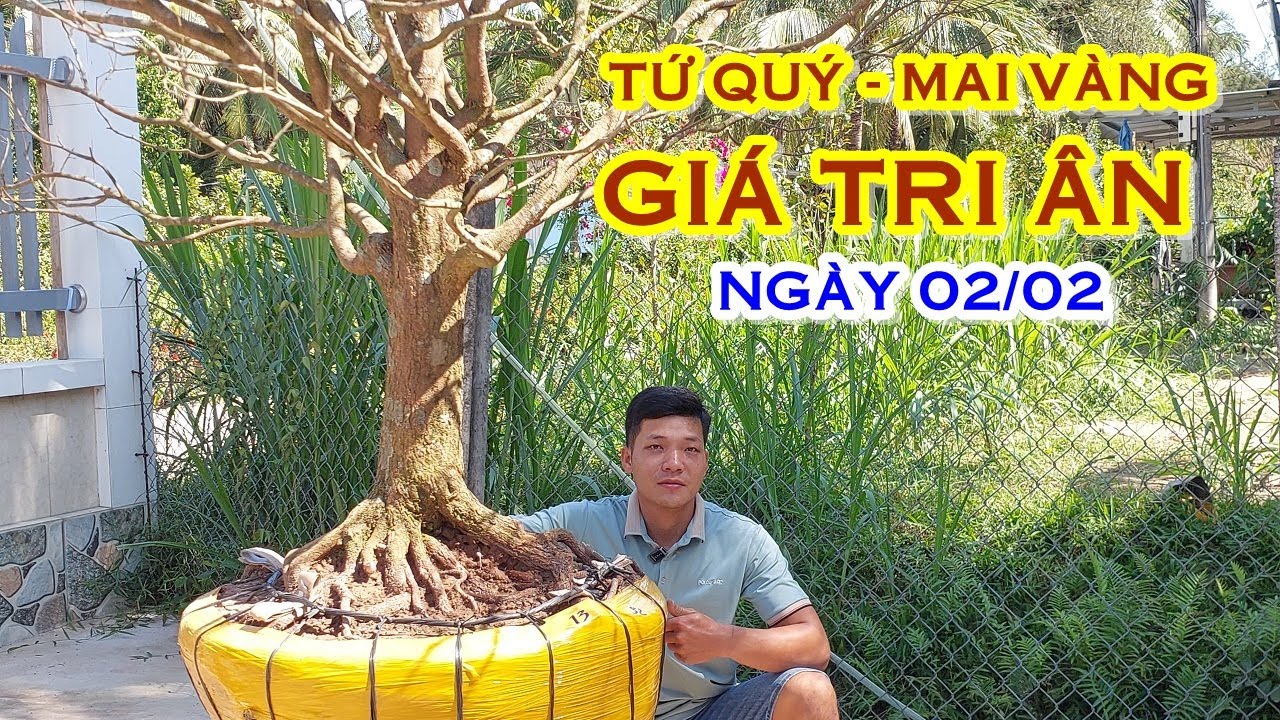 TÌNH 📲 O3538162I7 MAI TỨ QUÝ, MAI VÀNG GIAO LƯU NGÀY 02/02 