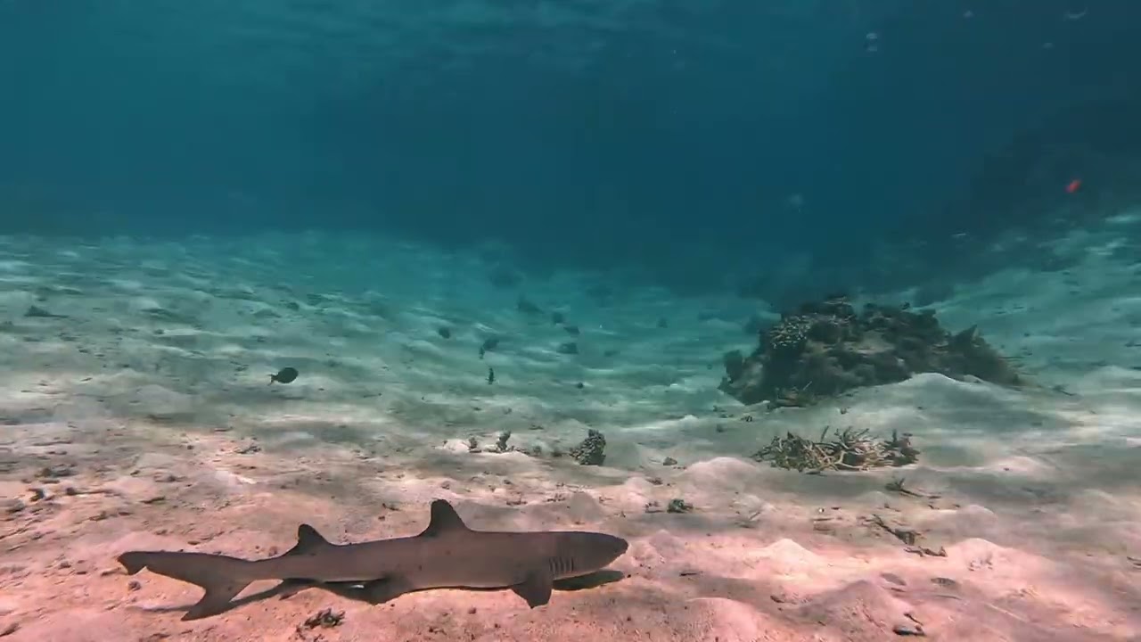 la vie du lagon dans le pacifique sud .