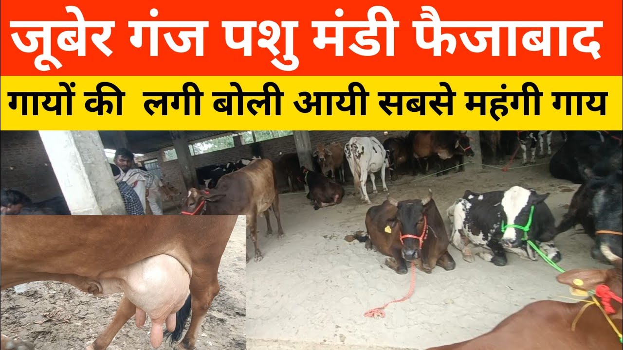 जूबेर गंज पशु मंडी आयी सबसे महंगी गाय   | Juber Ganj Pashu Mandi Faizabad