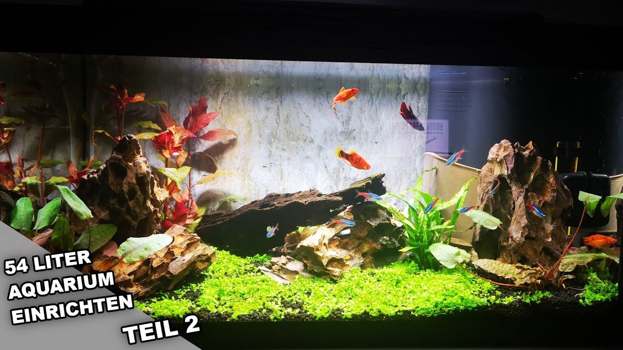 Pflanzen/Fische In mein 54 liter aquarium /nExO