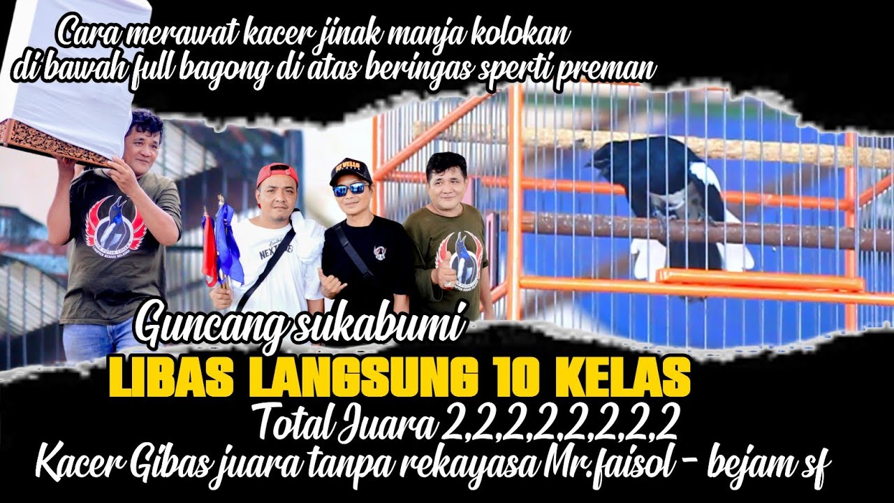 CARA MERAWAT KACER JINAK KOLOKAN MANJA🔥GIBAS KUAT MAIN 10 SESI TOTAL JUARA 2,2,2,2,2,2,2,2 MENGGILA🔥