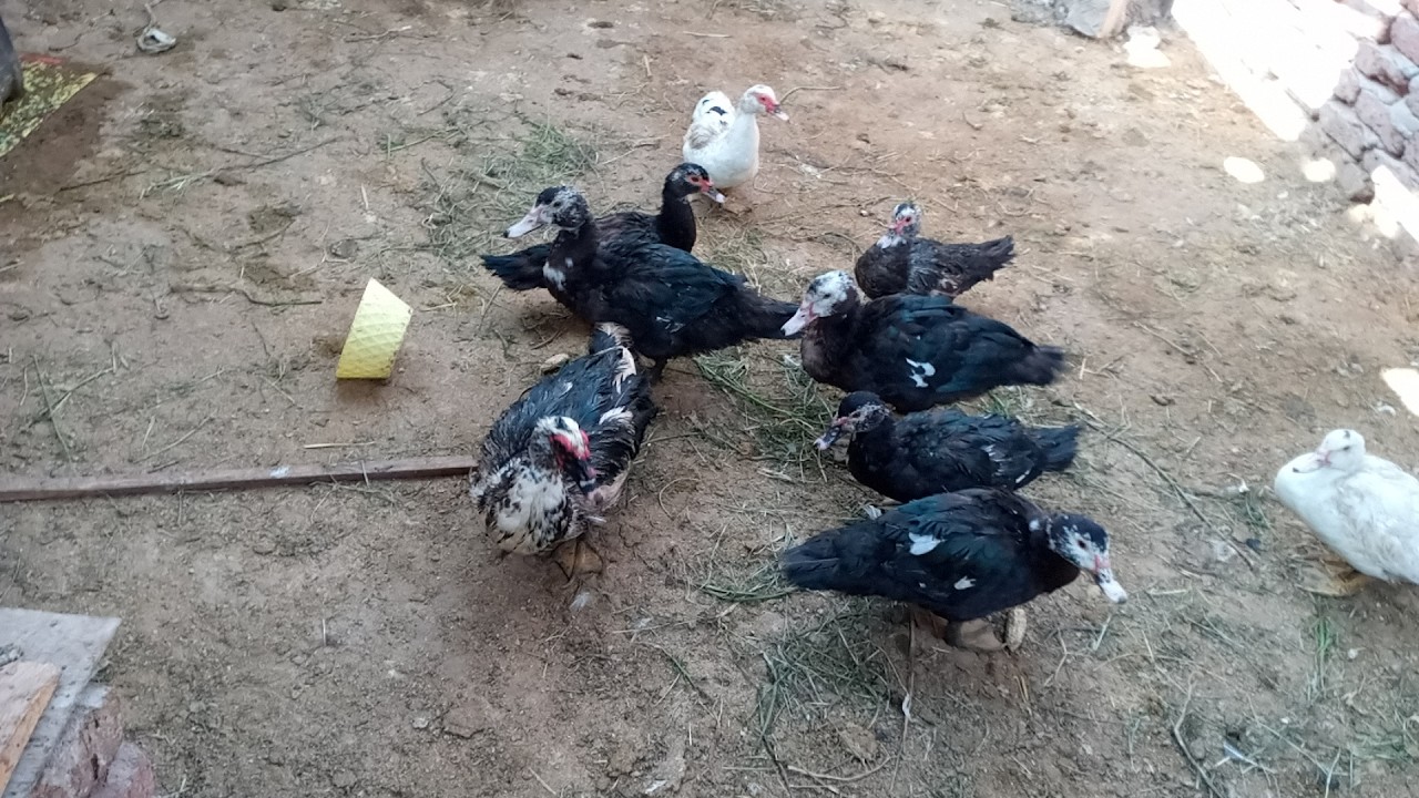 روتين النضافه فوق السطح عند البط بتاعى