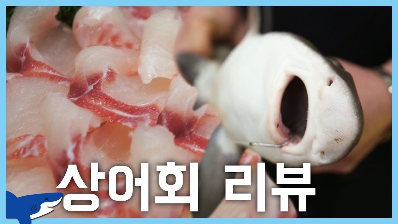상어를 회로 먹는 유튜버가 있다? 바다 최상위 포식자 회사랑(?)의 상어(회, 간, 샥스핀) 리뷰!