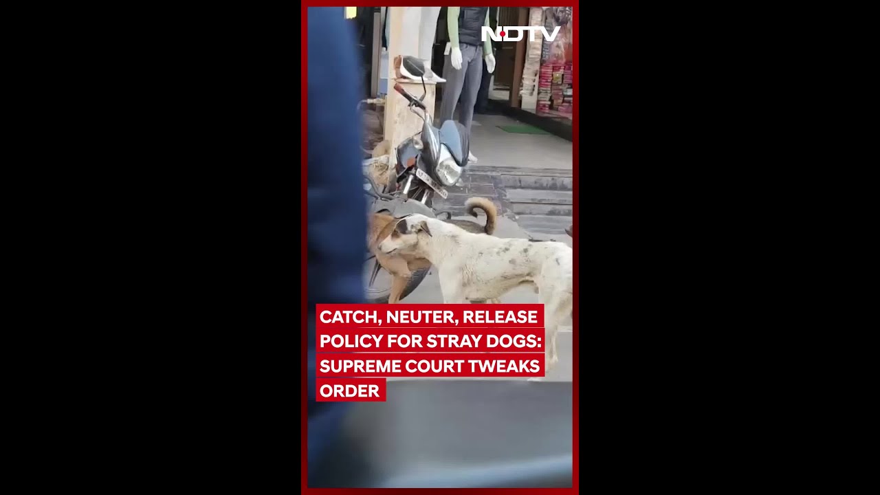 Catch, Neuter, Release Policy For Stray Dogs: Supreme Court Tweaks Order
