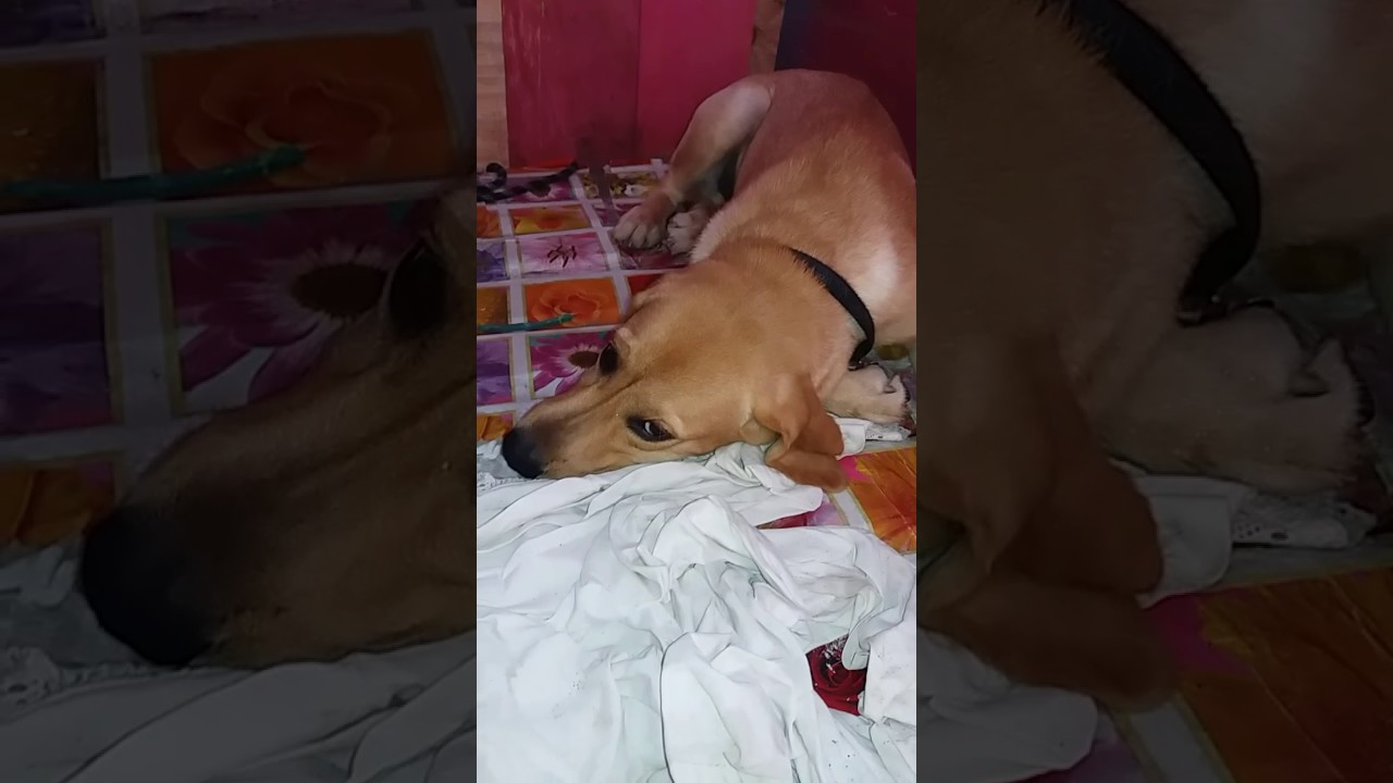 Cachorro tomando bronca