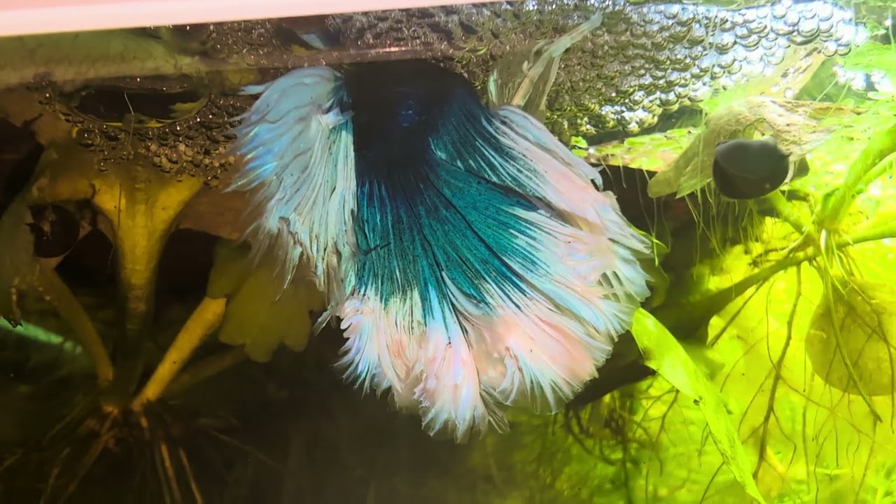 Betta splendens in Teamarbeit 🥰