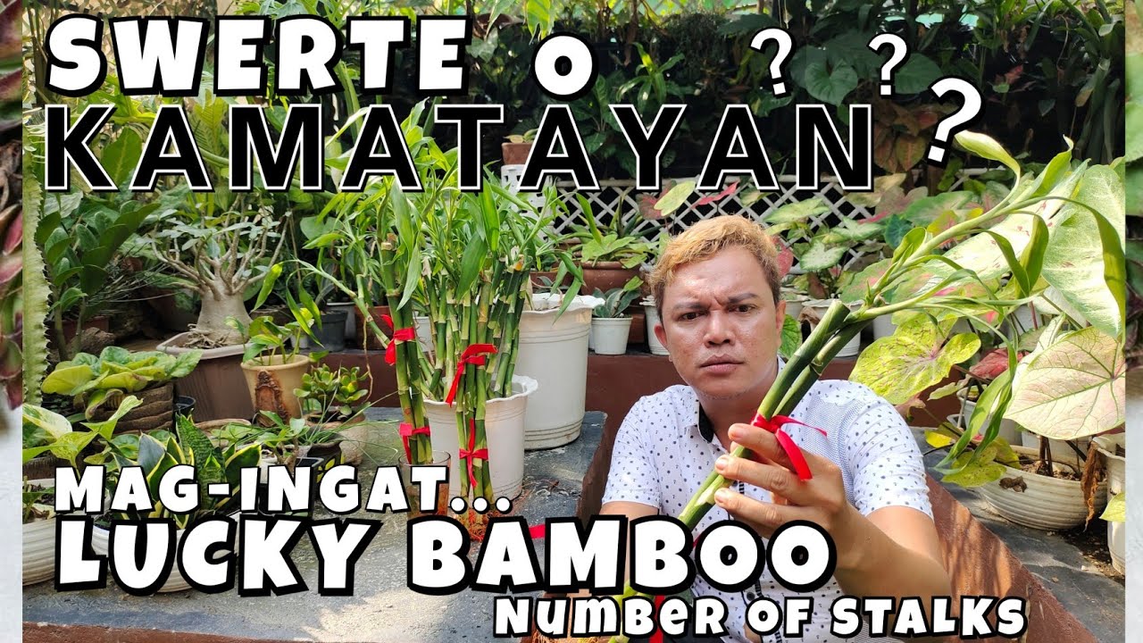 LUCKY BAMBOO PLANTS | NUMBER OF STALK MEANING + CARE TIPS