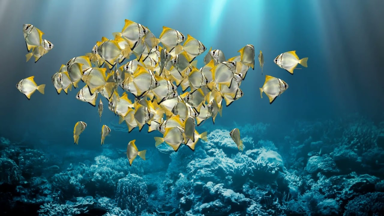 Let's see there is 100 silver moony fish living in the deep sea, is it possible?