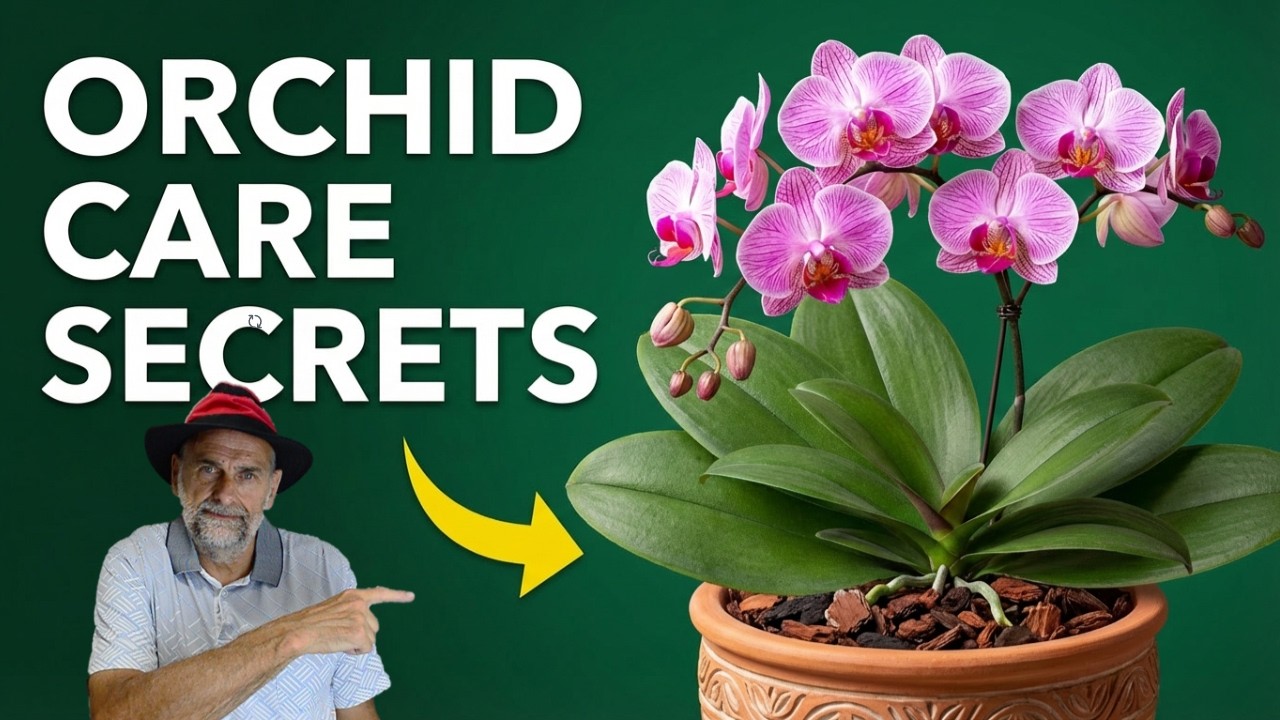 Orchid Care Basics: How to Keep Your Plants Thriving