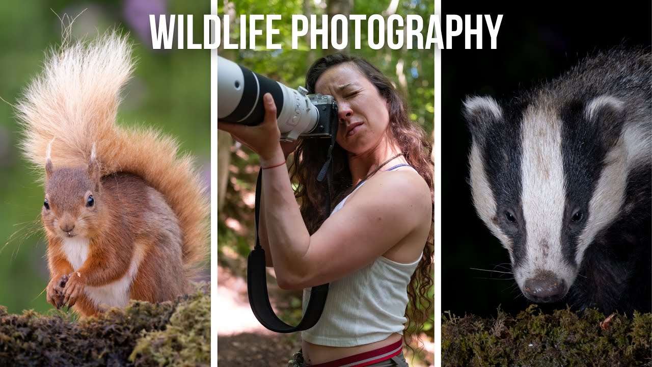 Badger & Red Squirrel Photography | Fujifilm X-T5 & 150-600mm | Scottish Photography Hides
