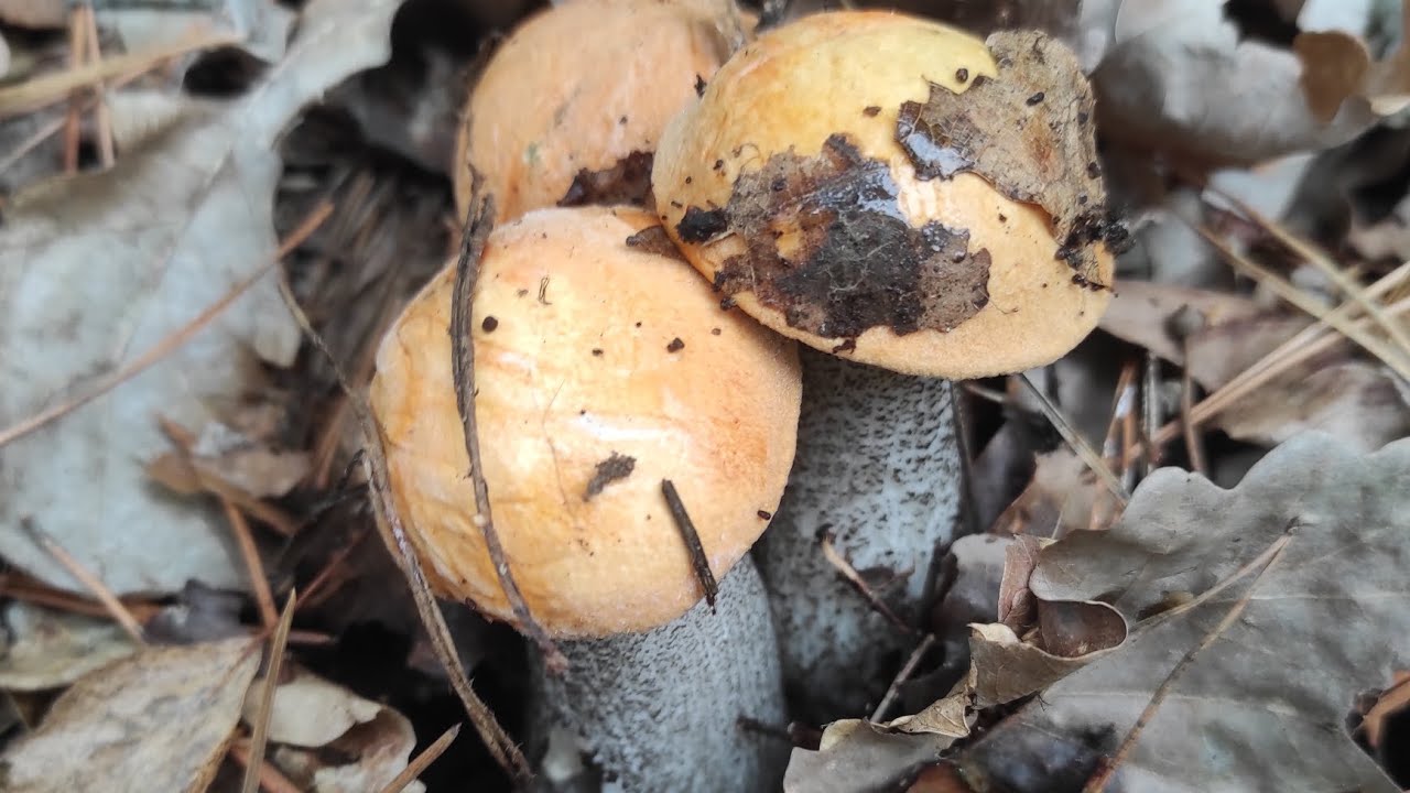 Spójrzcie na te rodzaje grzybów. Coś niesamowitego 🍄🍄🍄