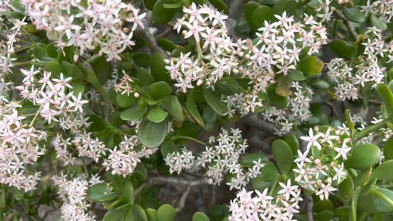Crassula ovata 