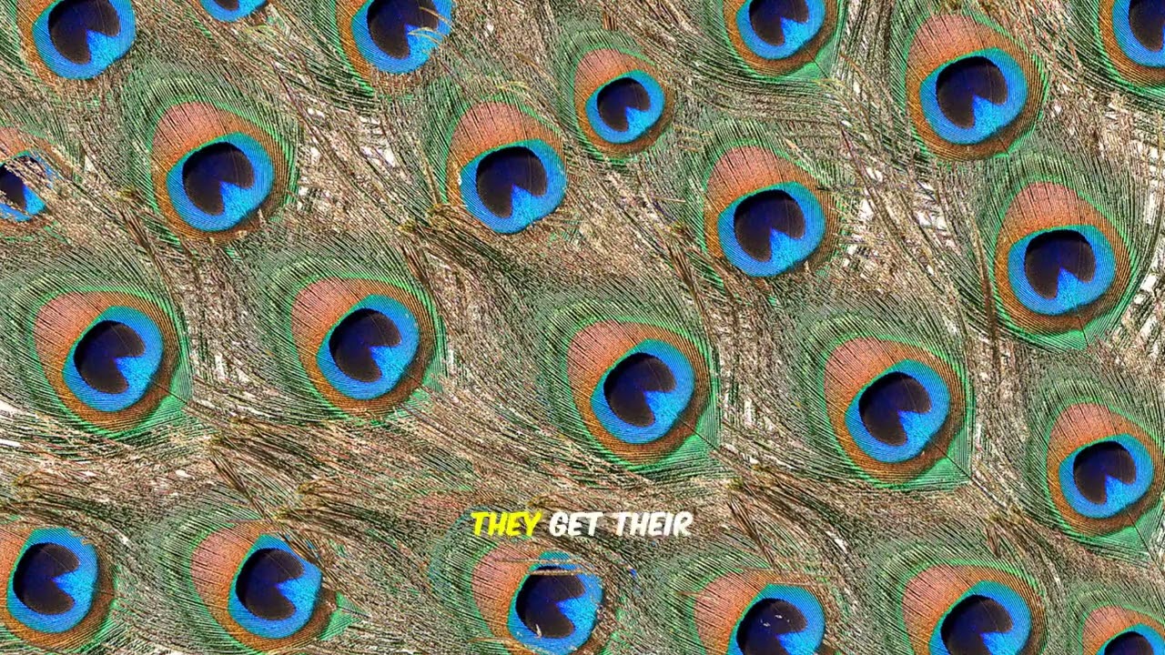 Why Are Peacocks So Colorful?