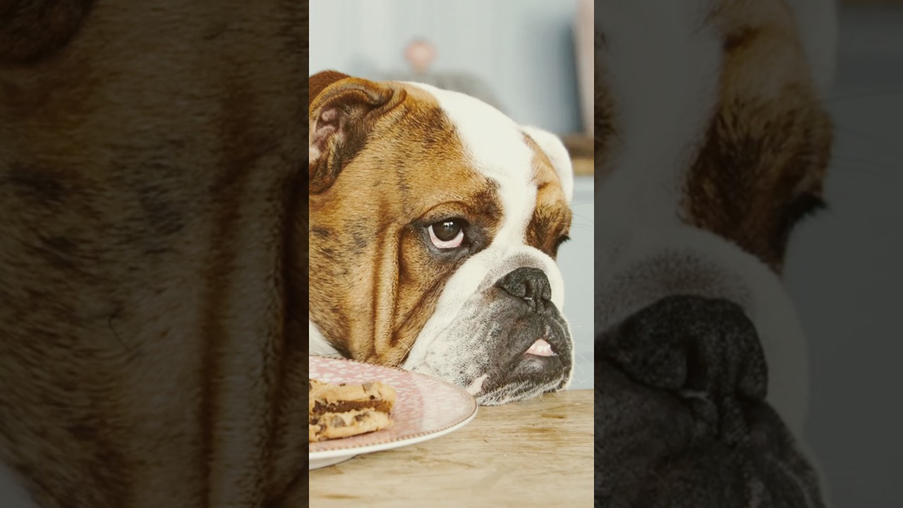 3 Common Mistakes Dog Owners Make 