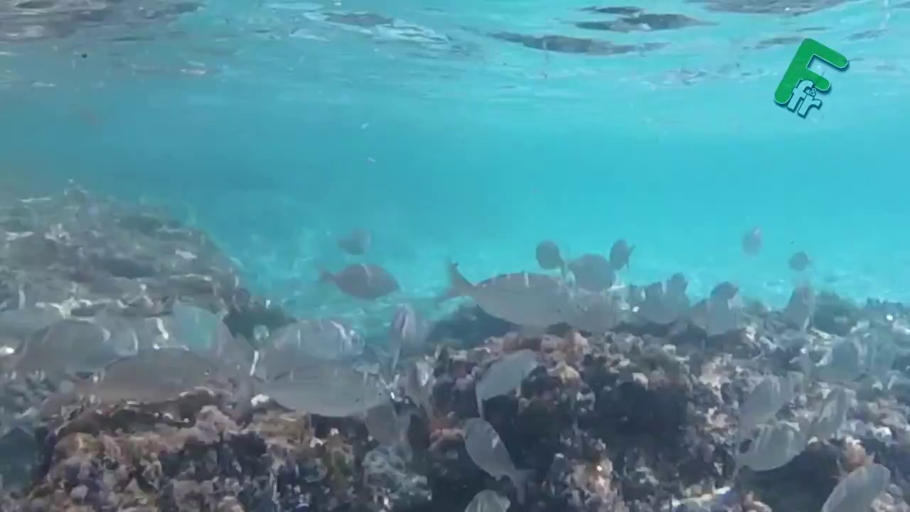 SALENTO SUB GOPRO SALENTO SUBMARINE UNDERSEA WITH GOPRO HERO 4 SESSION IN HD 1080p