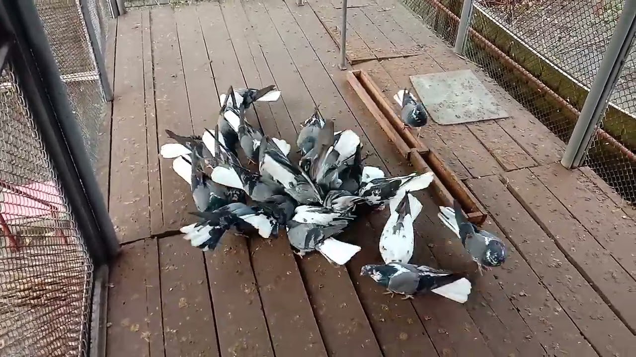 Серпастые голуби. Своя история. Часть 2