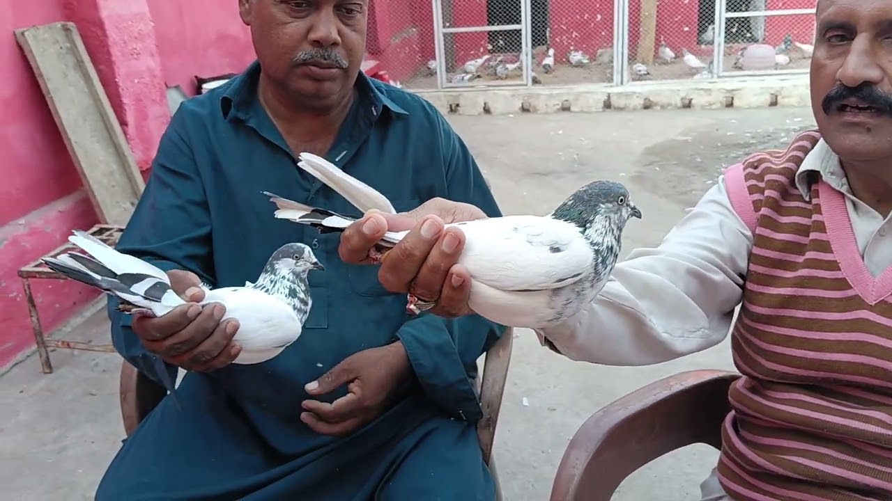Akmal Khan blod line chrion oner Waly Ustad Mushtaq Ahmad pigeon club points 