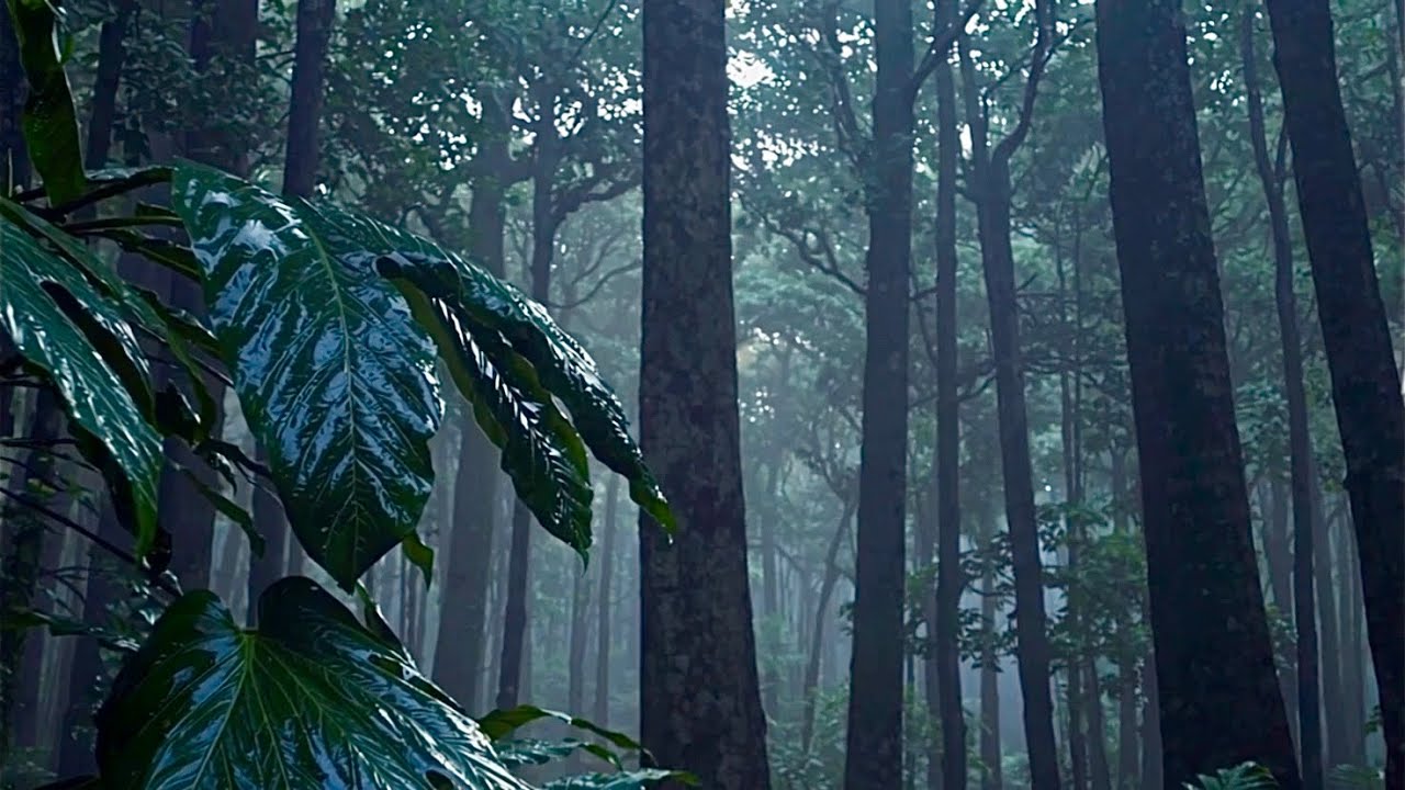 Daytime Calm | Light Ambient Jungle Rain for Gentle Focus (No Lyrics)