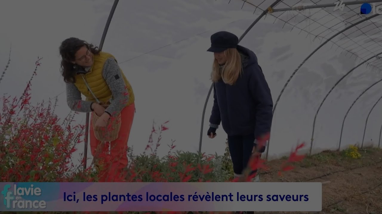 Reportage à la ferme Pachamam’Alpes, plantes aromatiques et médicinales en Savoie : le jardin. 
