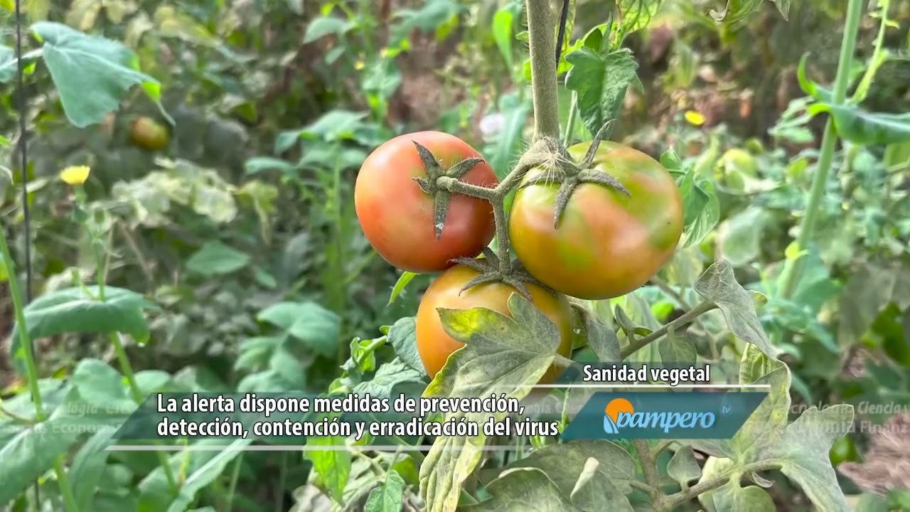 Prevención del virus rugoso del tomate