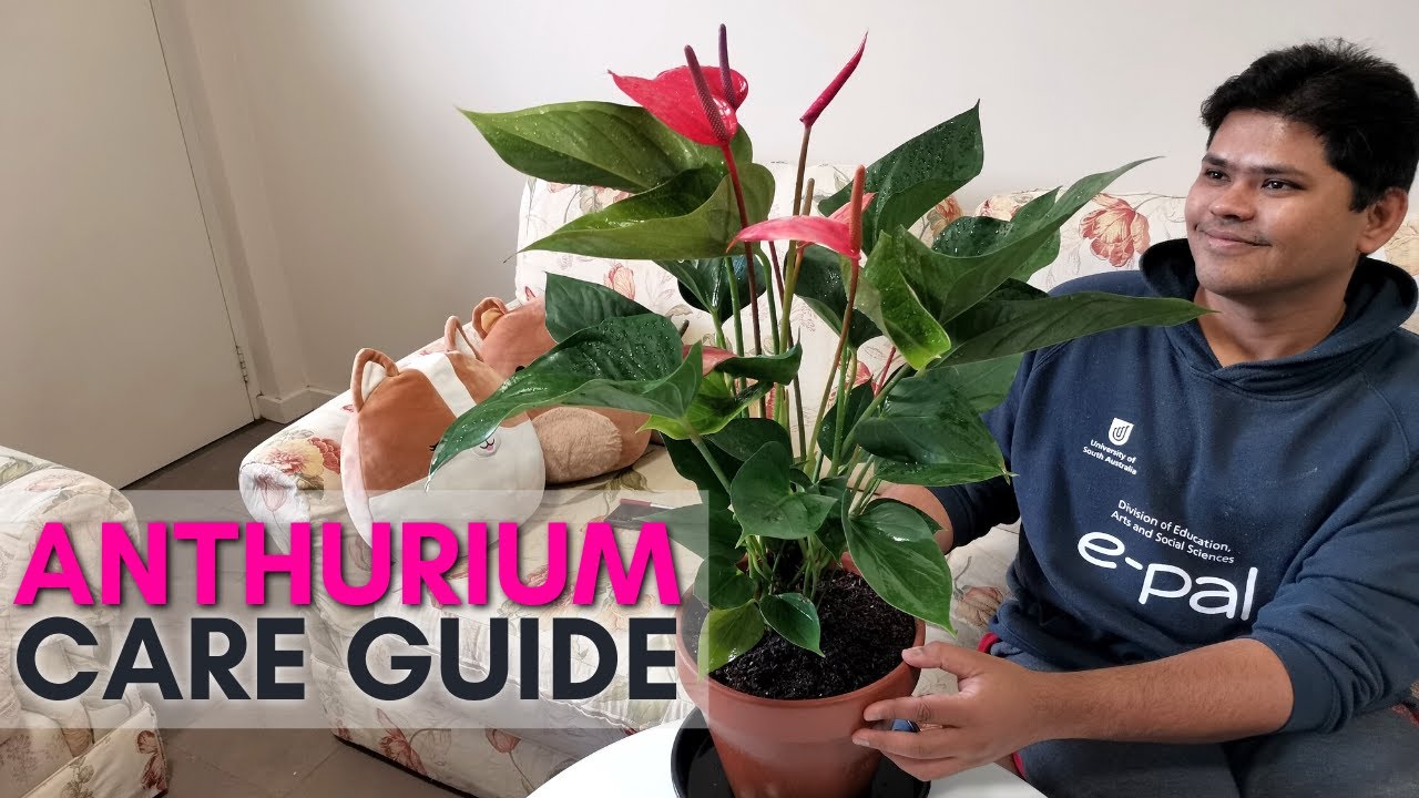 Anthurium Plant Care Tips | Best tips for Long Lasting Flowers