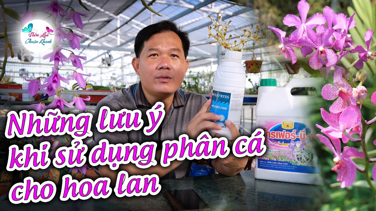 PH&Acirc;N C&Aacute; C&Oacute; T&Aacute;C DỤNG G&Igrave; KHI TRỒNG HOA PHONG LAN #hoalan