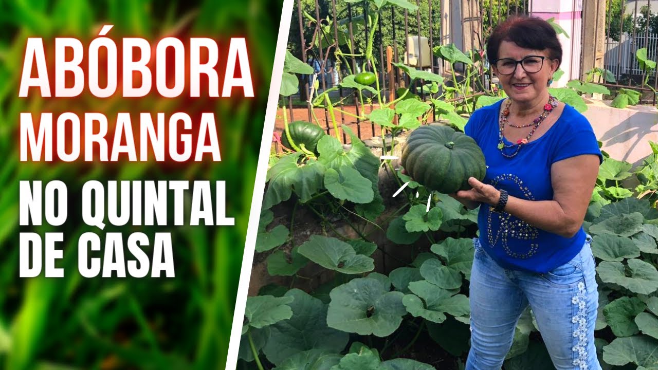 VEJA MINHA PLANTAÇÃO DE ABÓBORA E MORANGA NO QUINTAL DE CASA! ABÓBORA MORANGA- MARAVILHA DE DEUS!