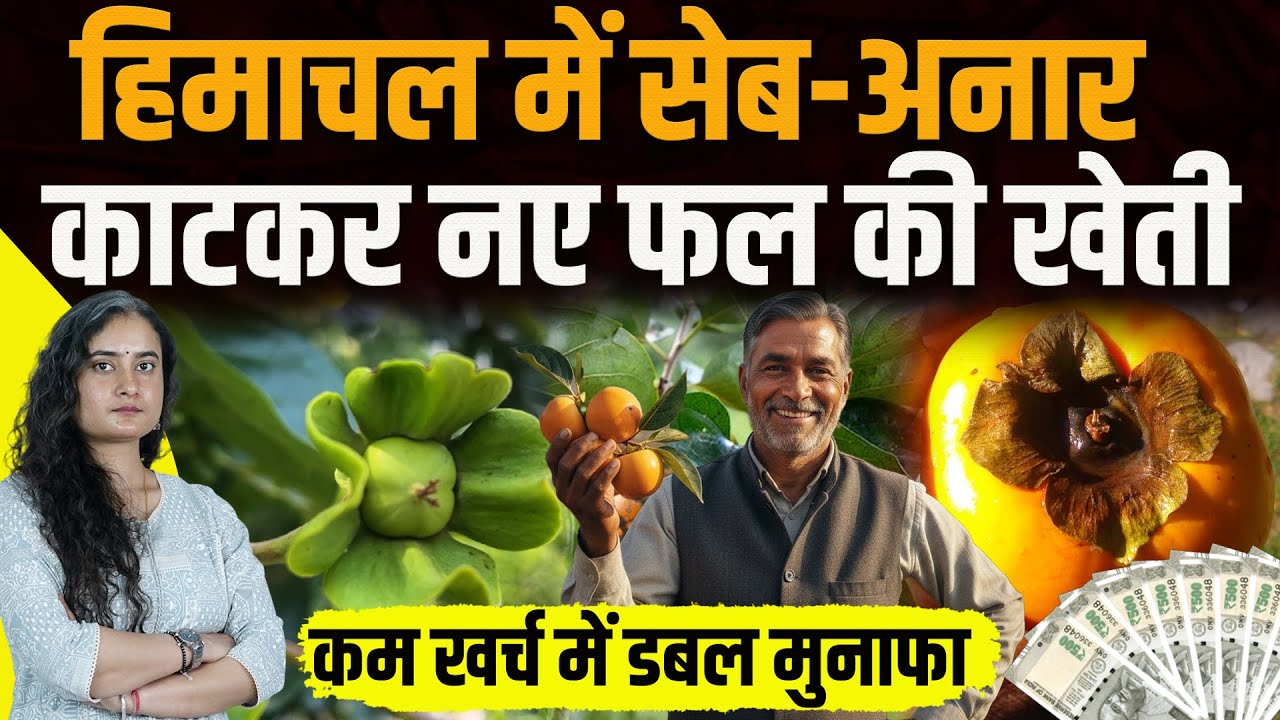 ₹300/किलो : Himachal में अब नए फल का ट्रेंड, कम लागत-डबल मुनाफा: बागवान मालामाल