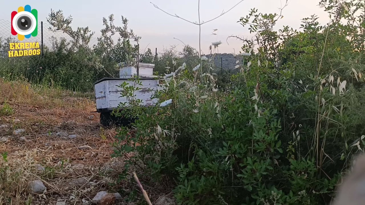 متى ينتهي موسم التطريد للتقليل من الكشف عن خلايا النحل