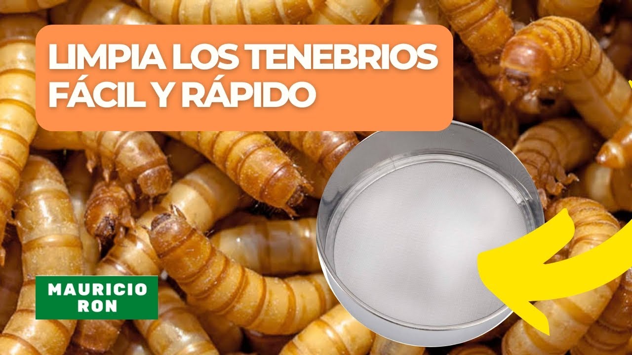 Limpia tus Tenebrios molitor (meal worms) fácil y rápido 🐛