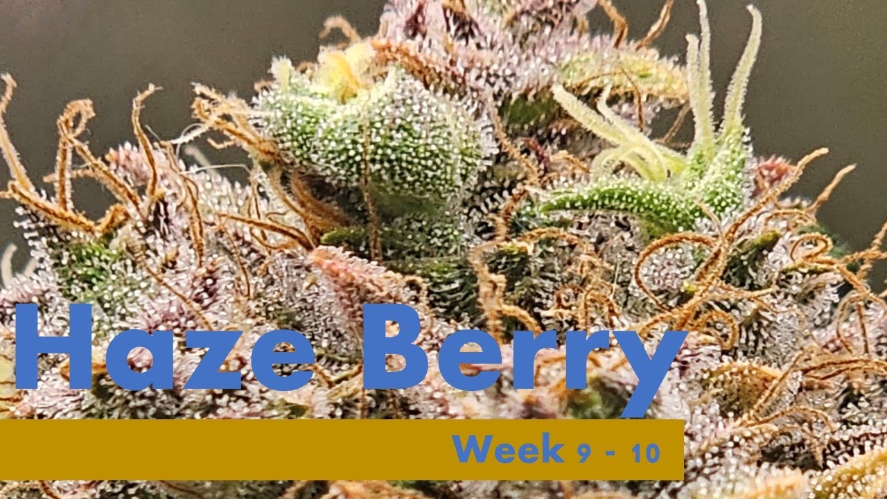 ปลูกกัญชา Haze Berry (Auto) | Week 9 - 10 | Cannabis | Time lapse