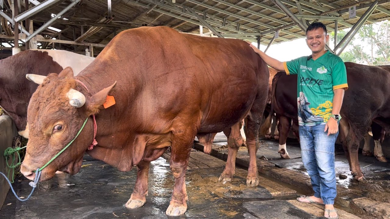 SERIBU SAPI QURBAN BTM HAMPIR LUDES TERJUAL REKOR 2025 DI BOGOR ‼️🔥🔥🔥