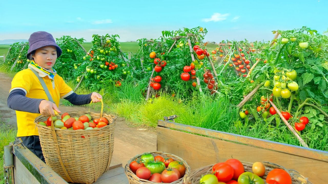 Harvest Tomatoes With My Brother To Sell - Pick Yalong Bean To Chicken Feed - Garden and Cook