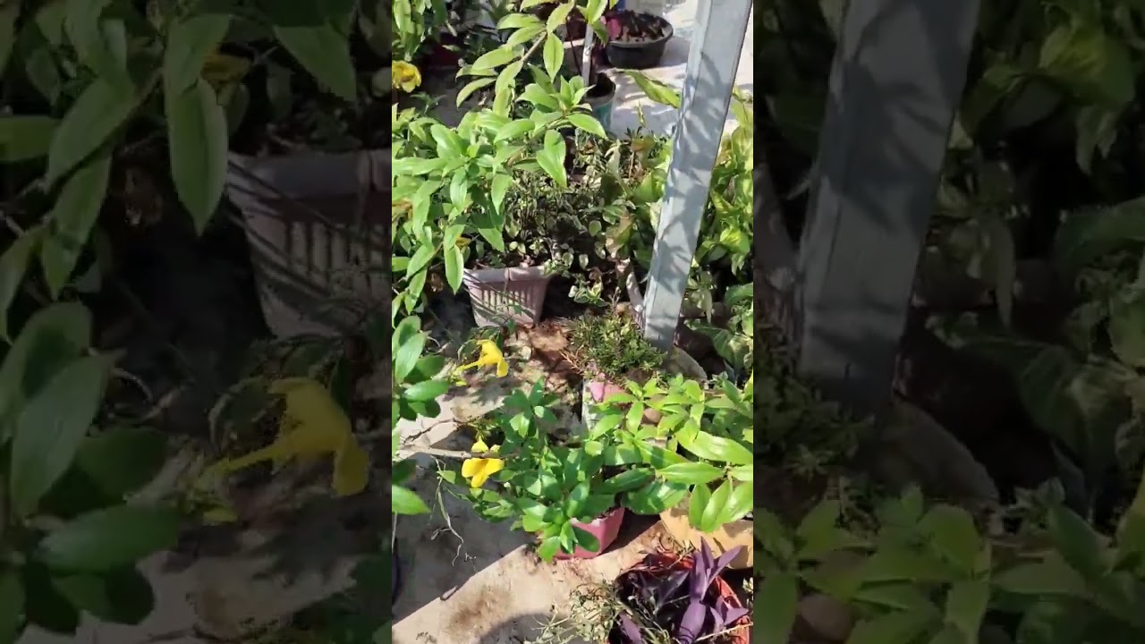 Garden Tour #plant #plants #indoorplantplantnursery #gardenflowers #home