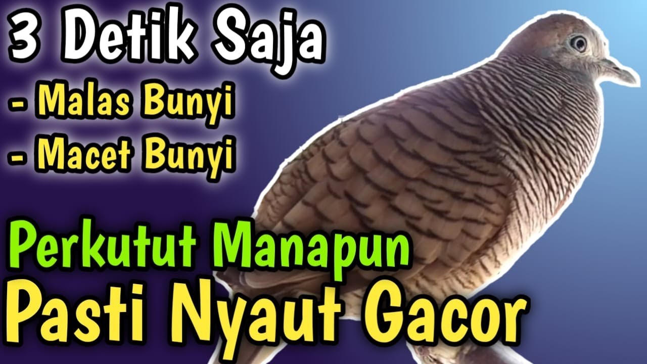 MASTERAN PERKUTUT INI 100% MEMANCING PERKUTUT BIAR BUNYI! TERBUKTI AMPUH!