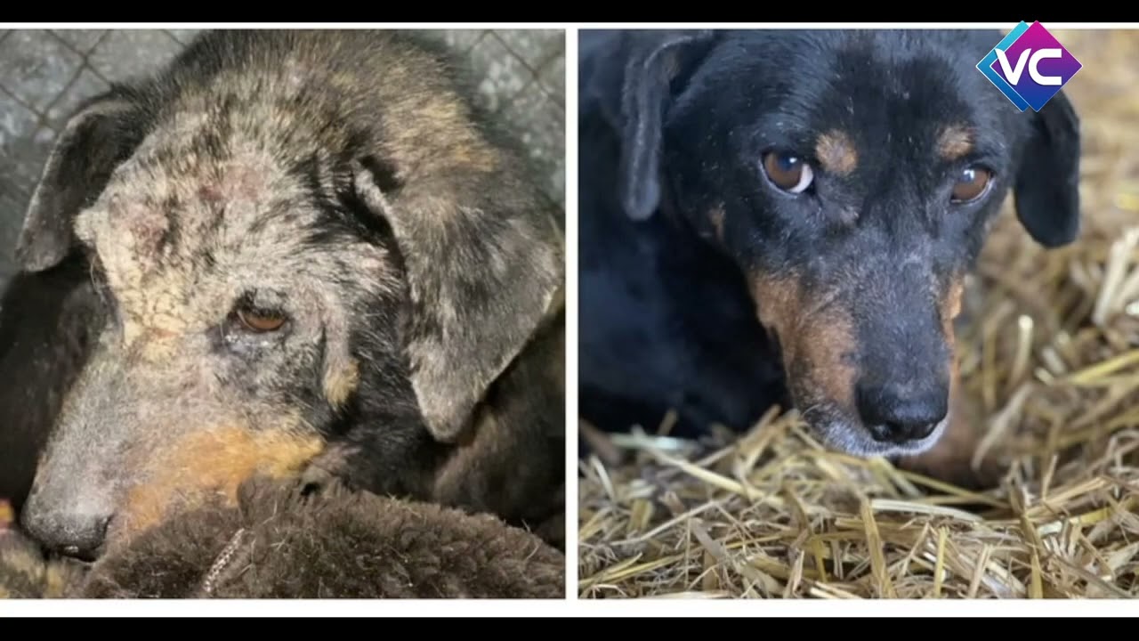 Spendenaktion   Tierfutter f&uuml;r ein Tierheim in Mykolaiv-Umgebung (S&uuml;dukraine) Februar 2024