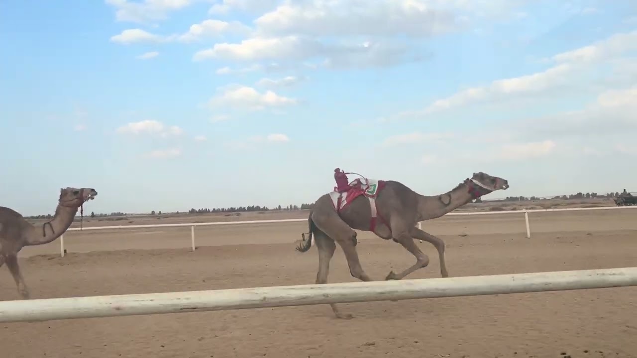 المهره/براهيم السراب الشراري
