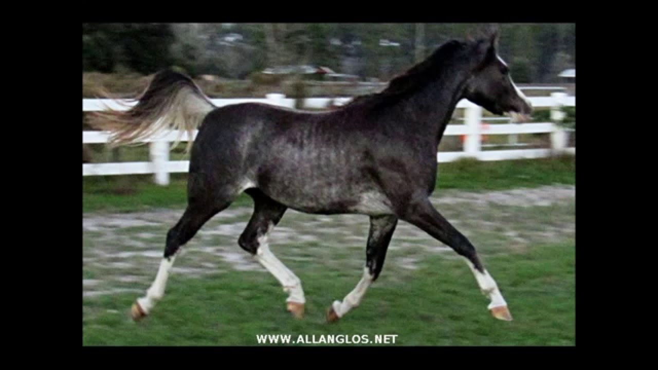 Black Arabian filly dancing at the trot