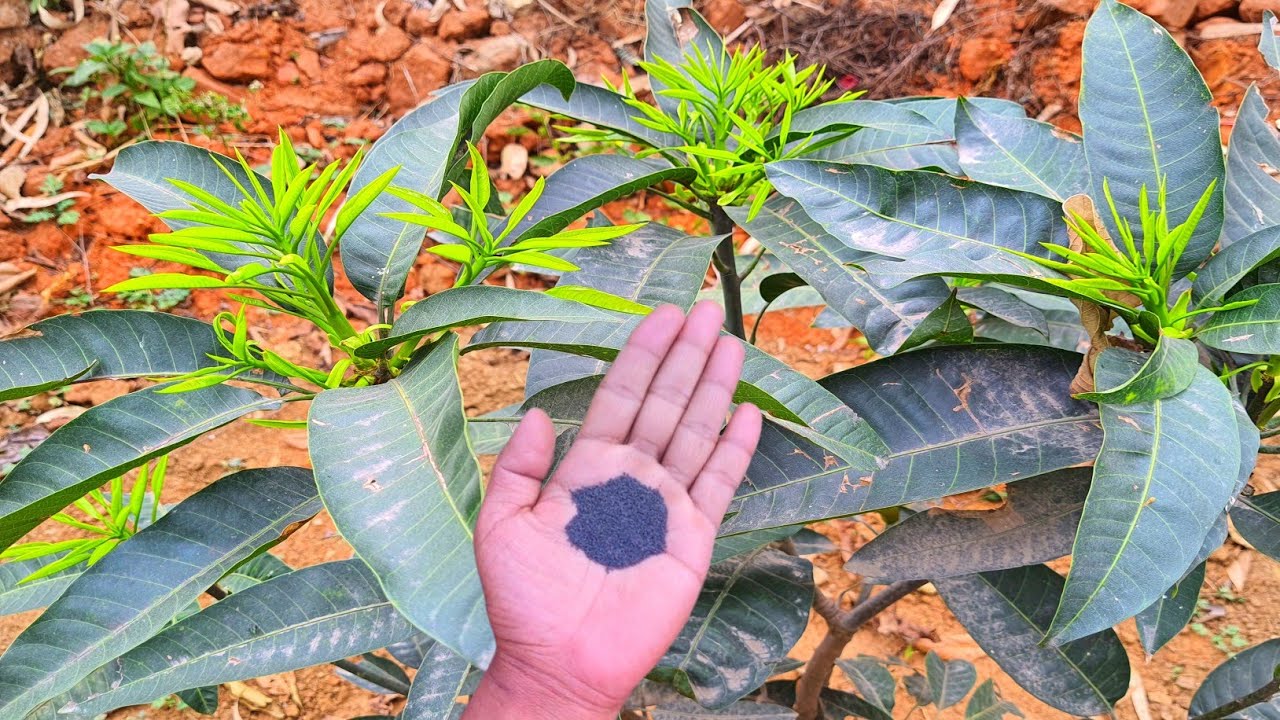 इस चीज से आम का पौधा राॅकेट की तरह तेजी से बढ़ेगा | How to increase mango plant growth ||