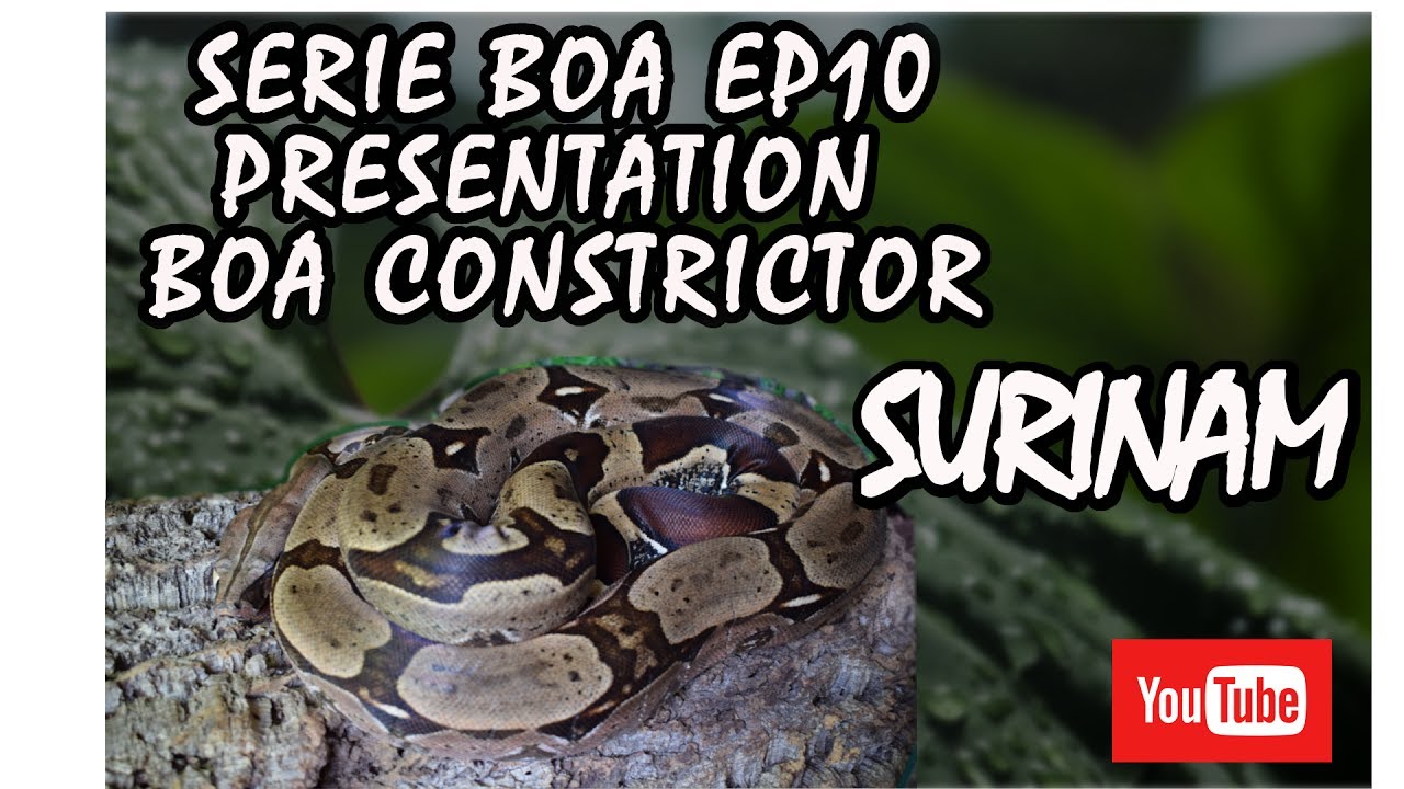 Série Boas -Ep10- Présentation Boa Constrictor Surinam