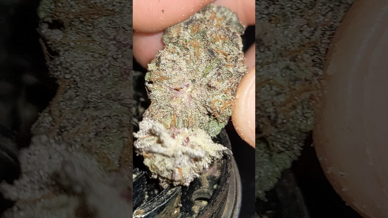Ice Cream Cake - Seed Junky Genetics { JBeezy cut }