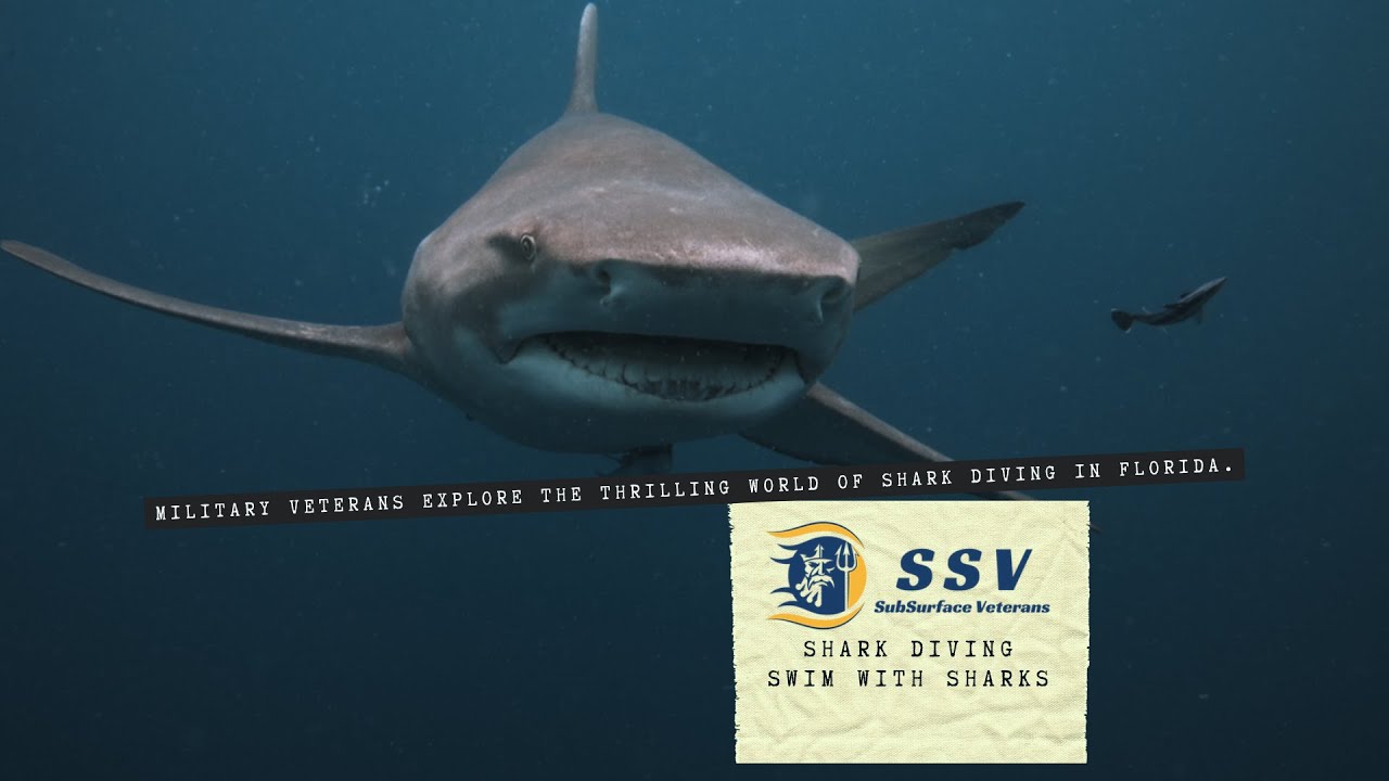 Shark Diving with Veterans in South Florida, Swim With Sharks!