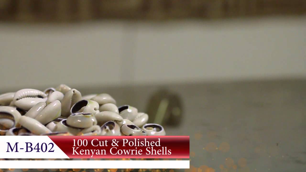 100 Cut & Polished Kenyan Cowrie Shells - Africa Imports