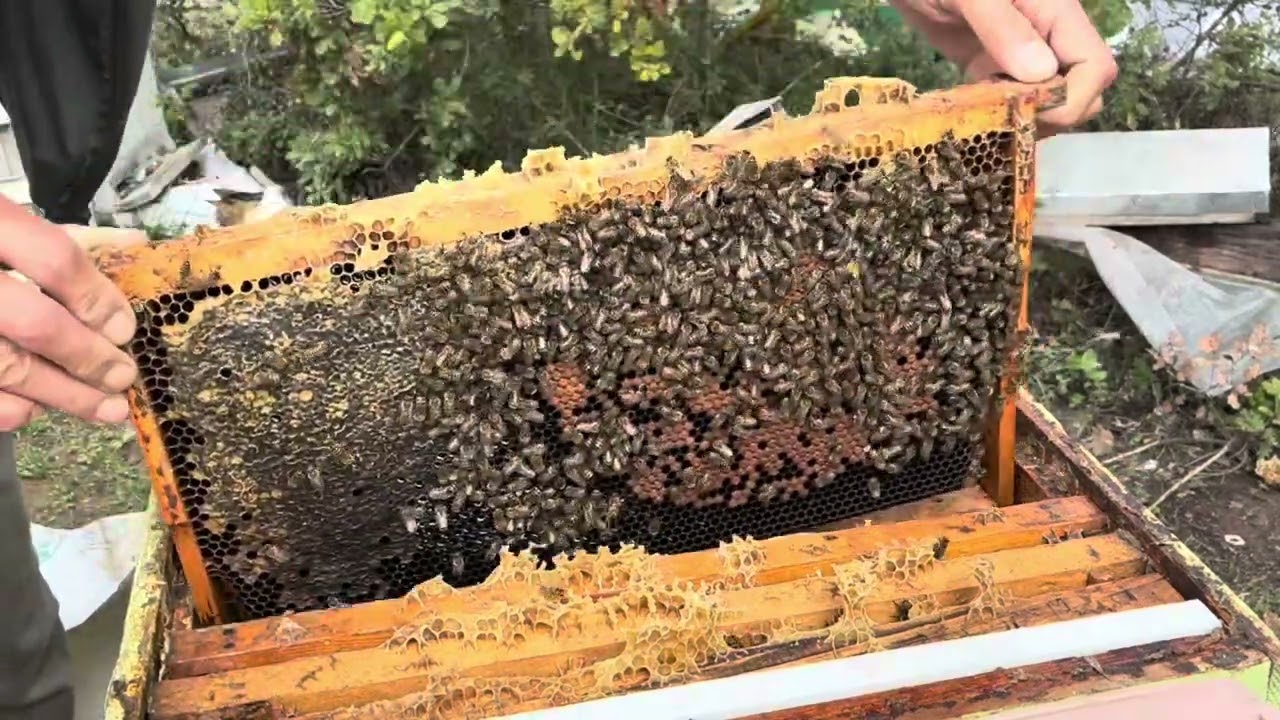 Oksalik asit püskürtme. Varroa mücadelesi, Solüsyon en az bir aylık. 