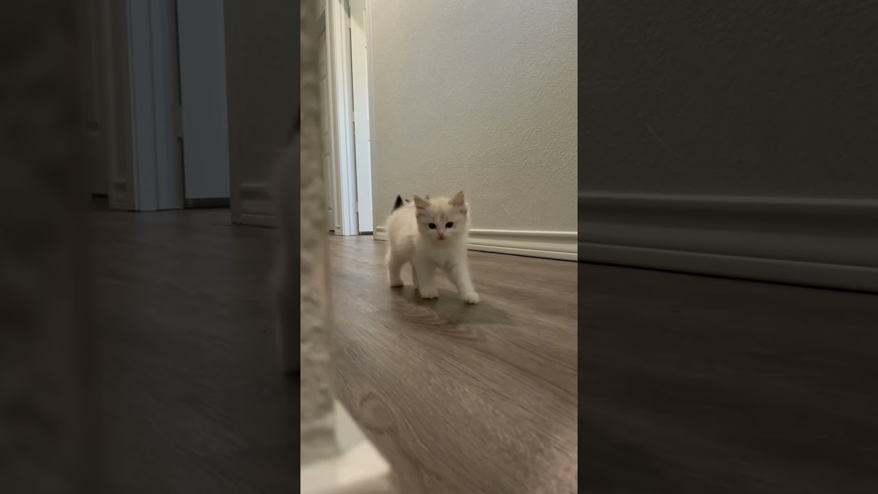 The kittens are 10 weeks old today