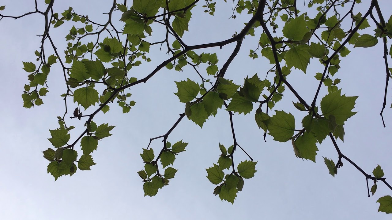 London Plane (Platanus x hispanica) - leaves & branches - April 2018