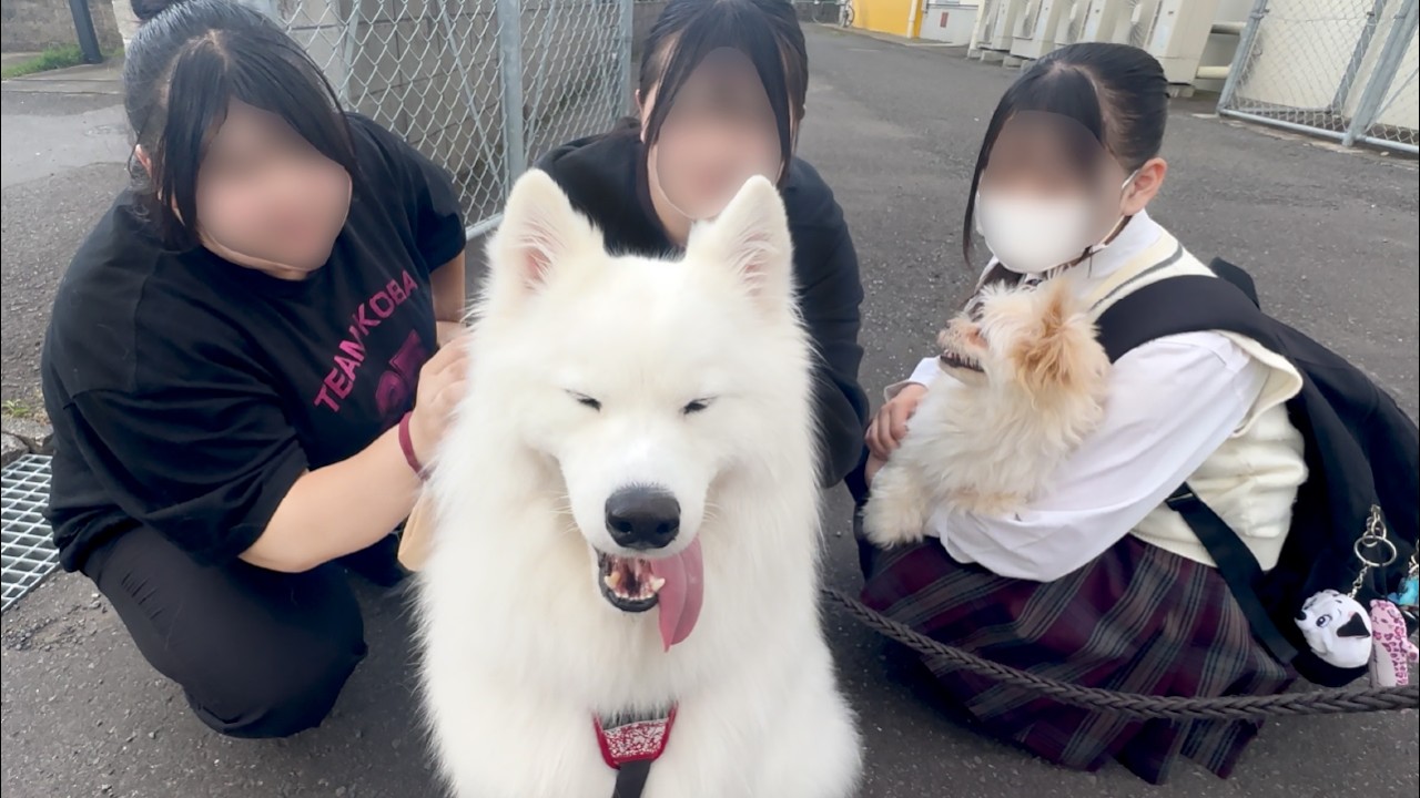 女子高生達になでなでしてもらうと満足げな表情を浮かべる人懐っこすぎる犬