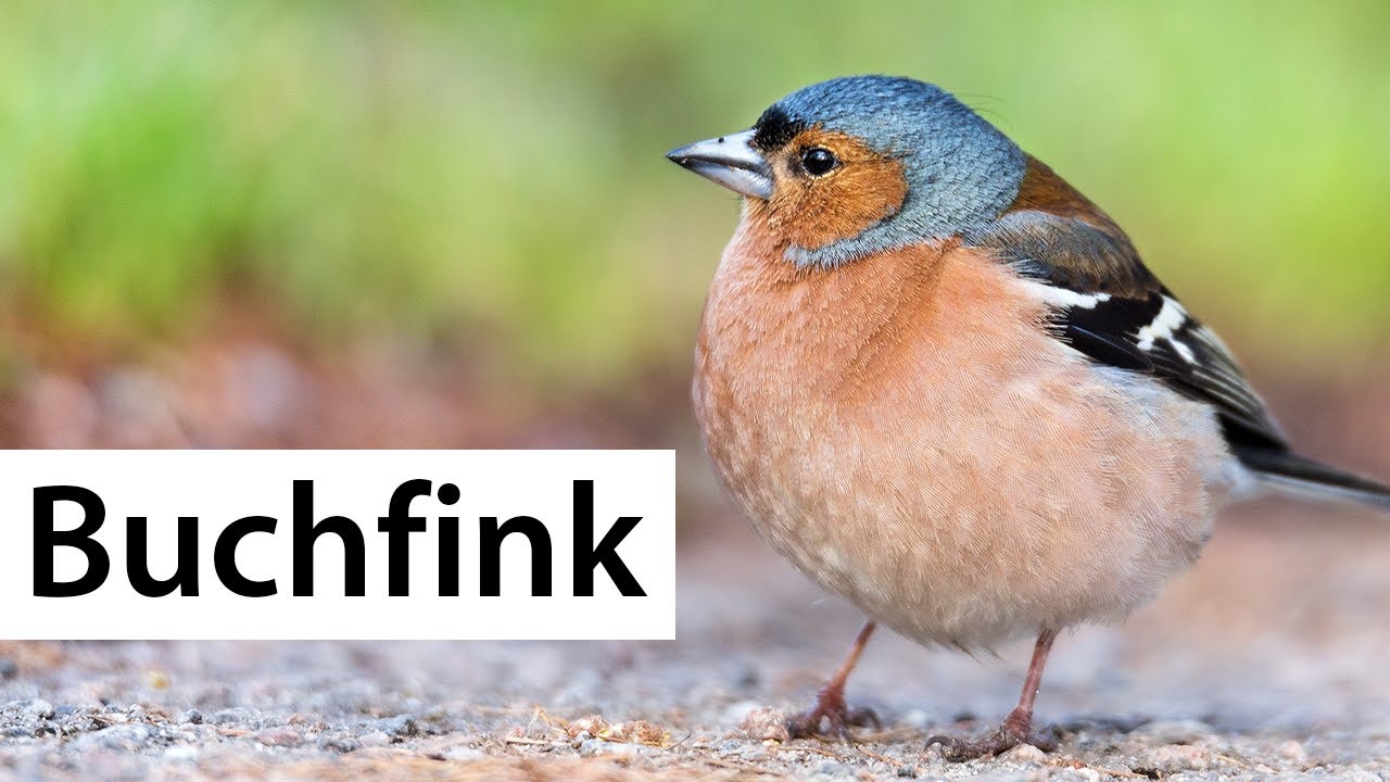 V&ouml;gel erkennen: Buchfink | Wildvogelverzeichnis