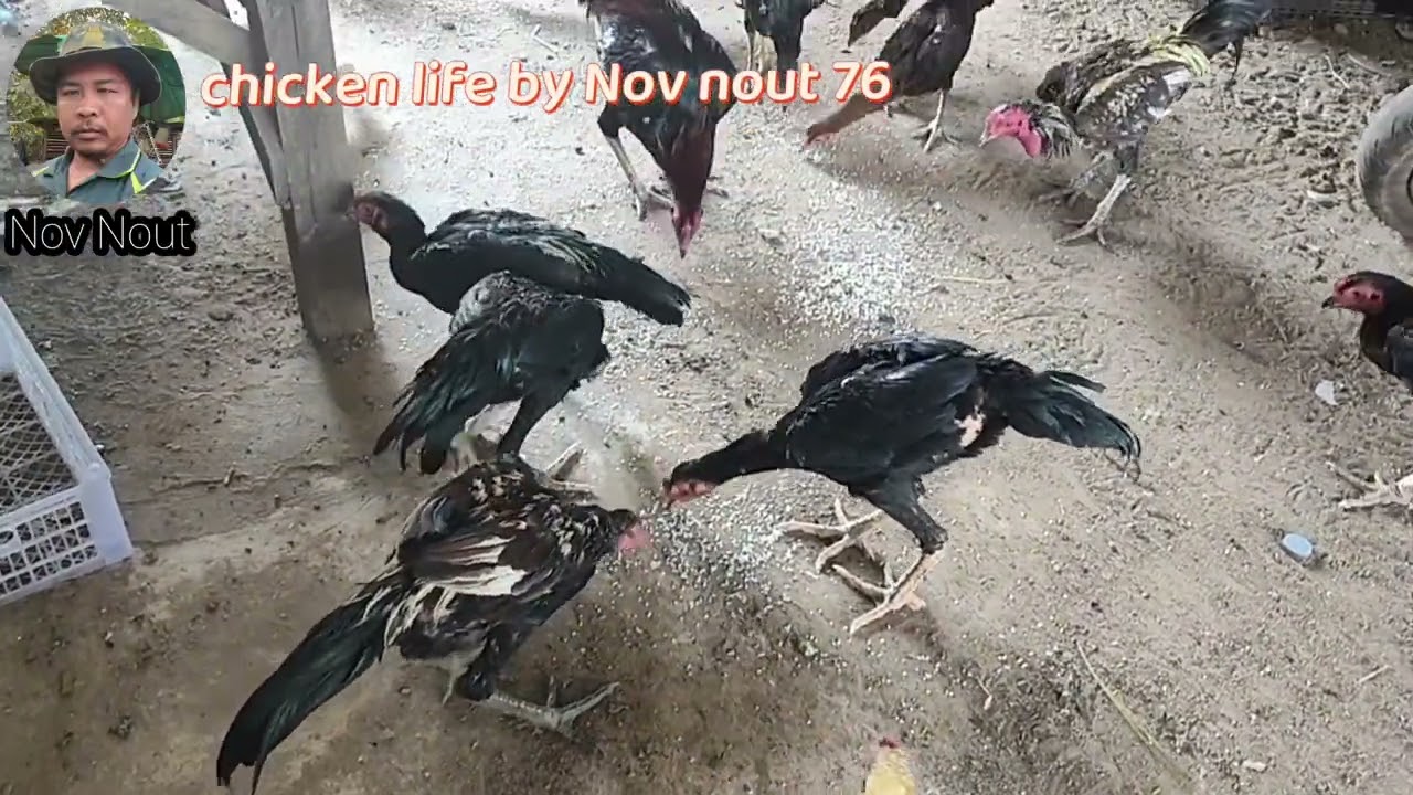Watch These Chickens Enjoy Their Feast. Chicken fie by Nov nout 76